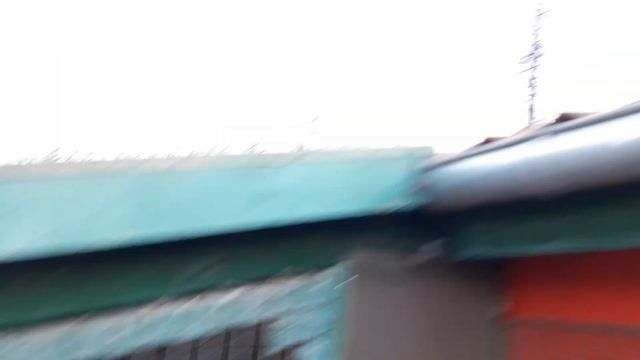 Голуби. Сизые белохвостые. 18+. смотреть онлайн