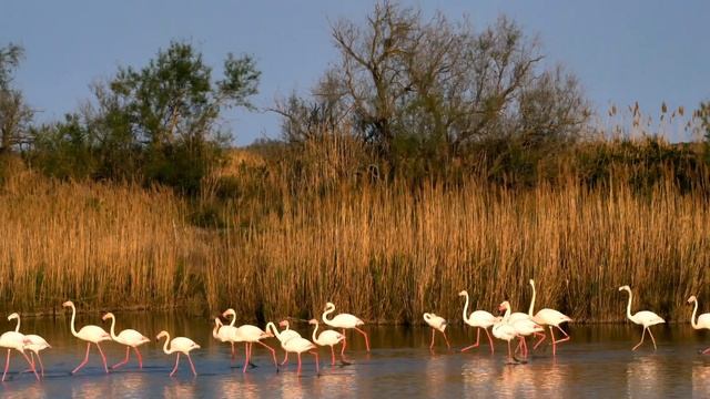 Pink Flamingo 4K Video Ultra HD | Most Beautiful Birds In The World