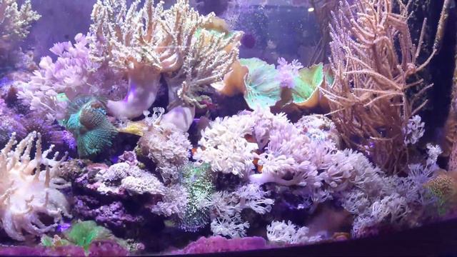 40 uk gallon softy tank update смотреть онлайн