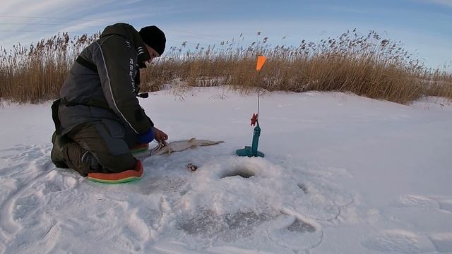 ЖЕРЛИЦЫ 2022 СТРЕЛЯЮТ ОЧЕРЕДЬЮ!!! Ловля ЩУКИ на жерлицы с подписчицей. Ловля плотвы на безмотылку смотреть онлайн