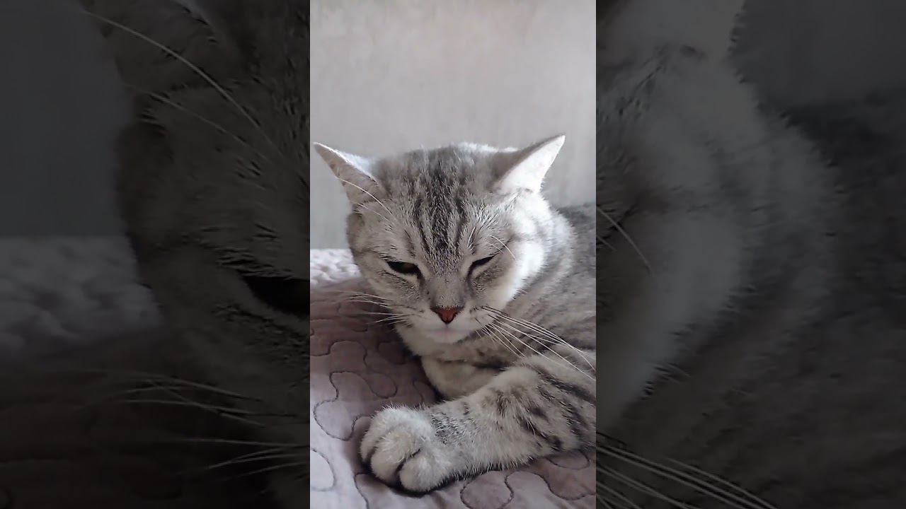 Выберешь котика? #shorts смотреть онлайн
