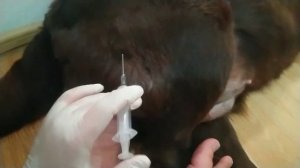 Укол собаке в домашних условиях.