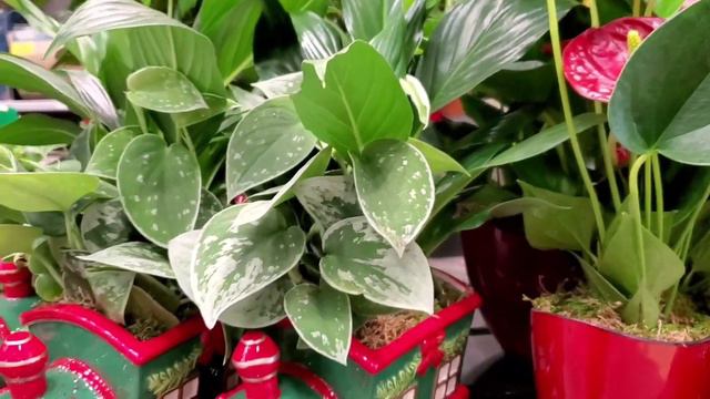 Big Box Holiday Gift Guide Planty Style - Lowe's | A Holiday Houseplant Shop With Me смотреть онлайн