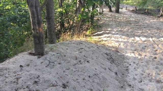 Паланга. Коттедж в лесу.. дюны, море, чайки... смотреть онлайн
