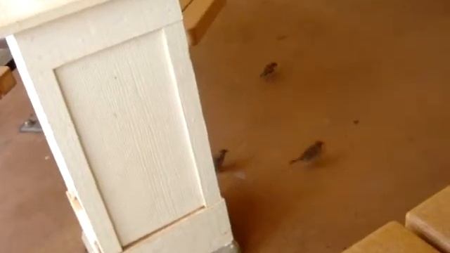 Tiny Greedy Bird смотреть онлайн
