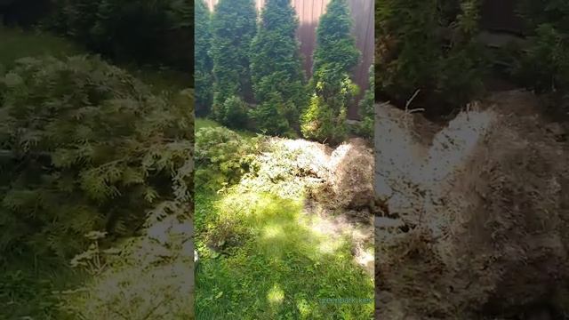 ландшафтный дизайн, пересадка туи смотреть онлайн
