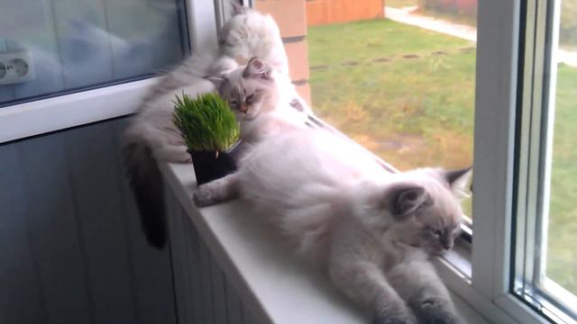 VIDEO1090 смотреть онлайн