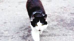 Бешенство кошек. А домашние могут заразиться?