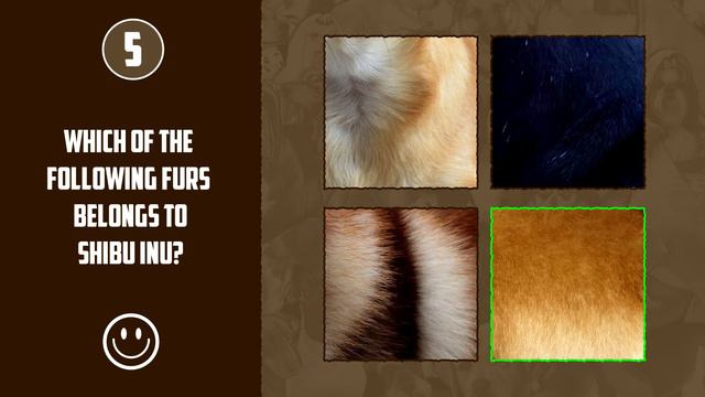 Can You Guess The Dog Breed By It Fur! | Dog Breed Quiz | Animal Quiz смотреть онлайн