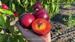 Супер вкусный и очень ранний нектарин Эрли Девил (Early Devil)