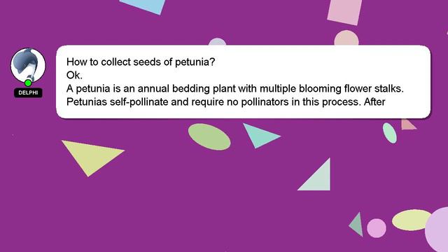 How To Collect Seeds Of Petunia?