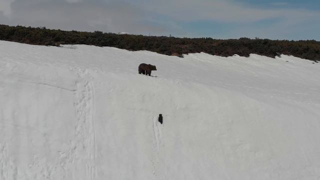 Среди медведей Охотского побережья смотреть онлайн