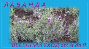 Лаванда. Весенний уход от А до Я