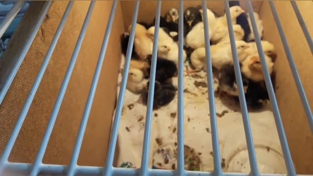 Занимаюсь рассадой. Цыплята растут!. Мои цыплята! смотреть онлайн