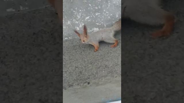 Нормальные герои всегда идут в обход😄#животные#animals#белка#squirrel смотреть онлайн