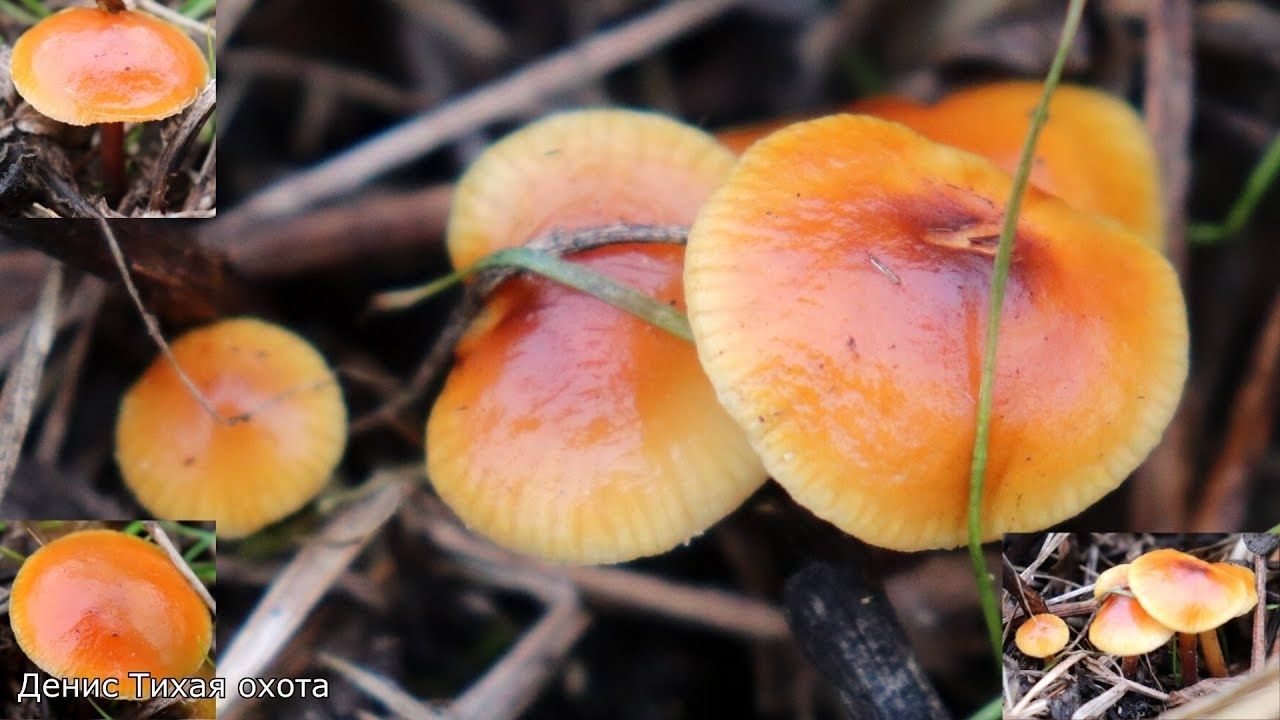Фламмулина стальниковая или зимний луговой опёнок | Flammulina ononidis смотреть онлайн