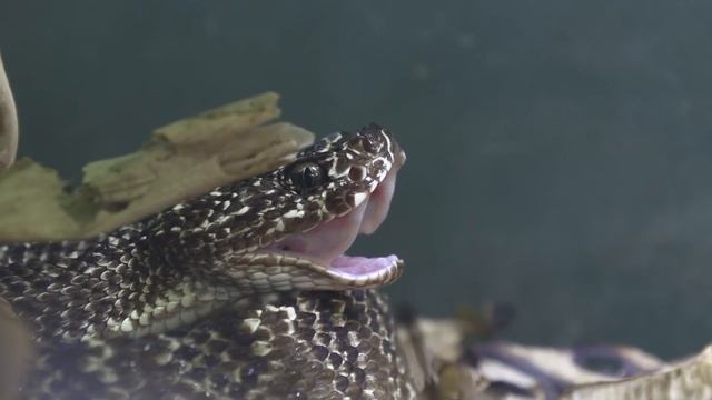 FEEDING ALL MY SNAKES!!! PT.1 смотреть онлайн