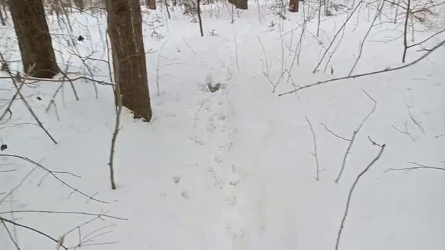 Лесная прогулка по звериной тропе. смотреть онлайн