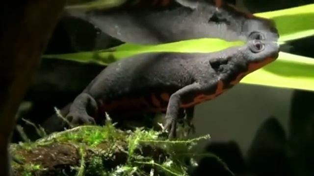 Тритон краснобрюхий Cynops orientalis продажа оптом смотреть онлайн