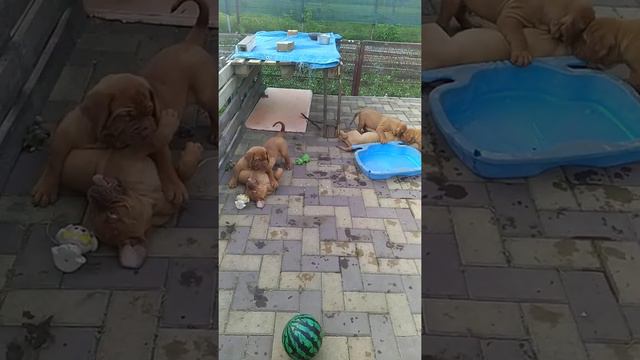 Щенки бордоского дога на продажу смотреть онлайн