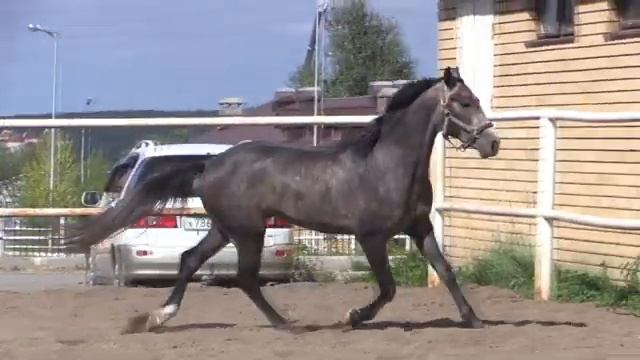 Сокол 2019 г.р. (Кайф - Слеза от Лотоса) ООО "Татарский конный завод № 57" смотреть онлайн