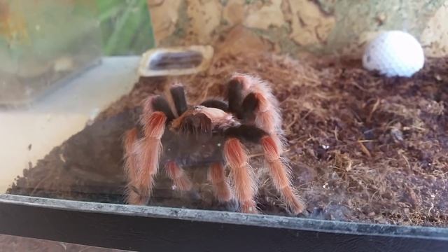 Мой паучок кушает таракана смотреть онлайн