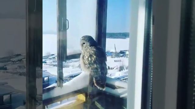 Сова прилетела. Сибирь. Полярная сова .