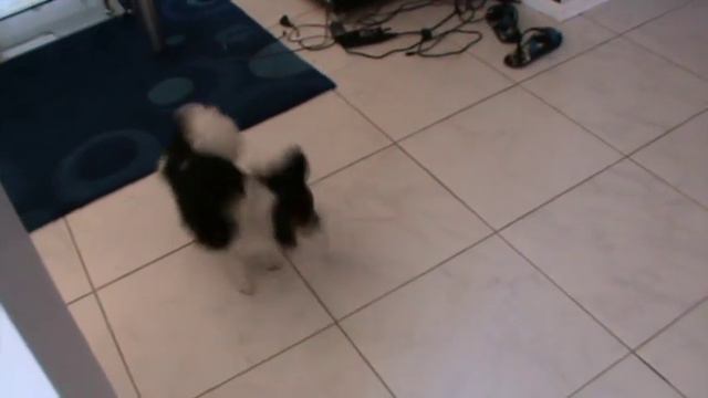 Papillon Dog 40 TRICKS & COMMANDS смотреть онлайн