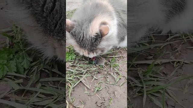 Кошка ест мышь, а одну часть оставляет. Догадались какую? смотреть онлайн