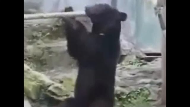 Кунг фу медвед смотреть онлайн