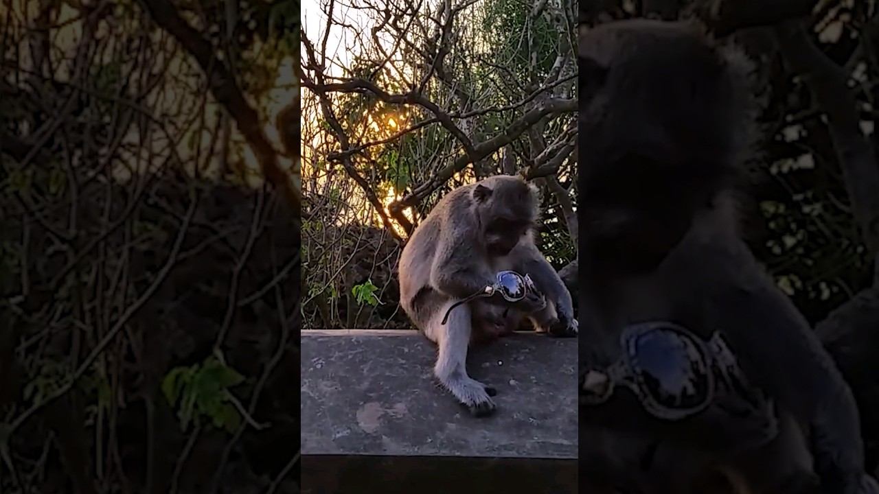 Sounds of Tropical Nature and funny Monkeys смотреть онлайн