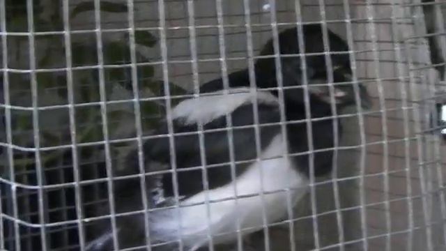 КАК КОРМИТЬ И ПОИТЬ СОРОКУ В ДОМАШНИХ УСЛОВИЯХ смотреть онлайн