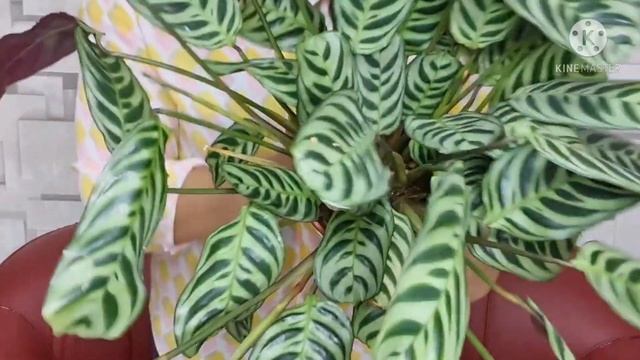 Fishbone Prayer Plant | Ctenanthe Burle-Marxii смотреть онлайн