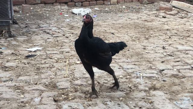 Black Aseel hen 19 August 2023 смотреть онлайн