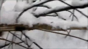 Регулирование численности волка в Вологодской области. Видео от волчатника Сергея.