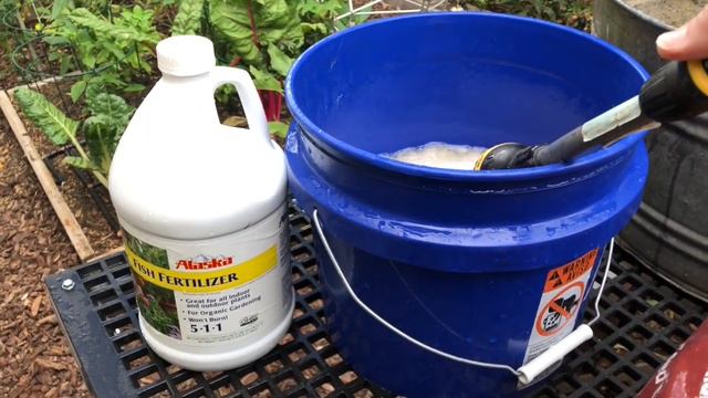 HOW to PLANT and GROW GINGER in ANY CLIMATE, plus TURMERIC growing tips смотреть онлайн