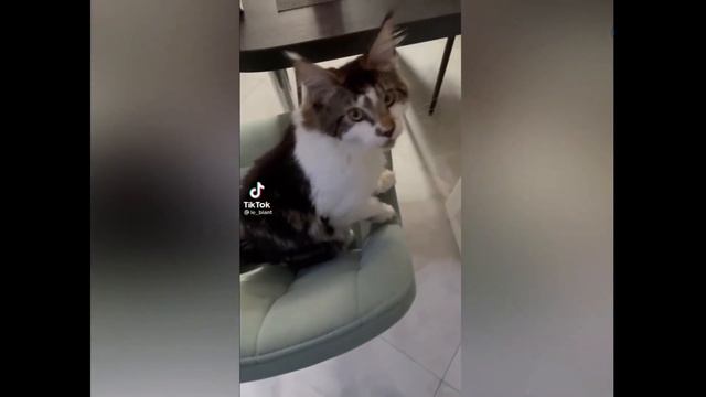 Подборка забавных и где то даже смешных случаев с животными Приколы с животными смотреть онлайн