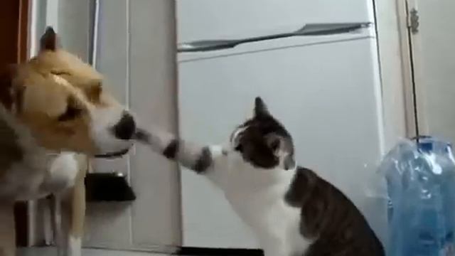 Стаффордширский терьер и кот (милая дружба). смотреть онлайн