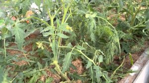 Как удалять пасынки у томатов