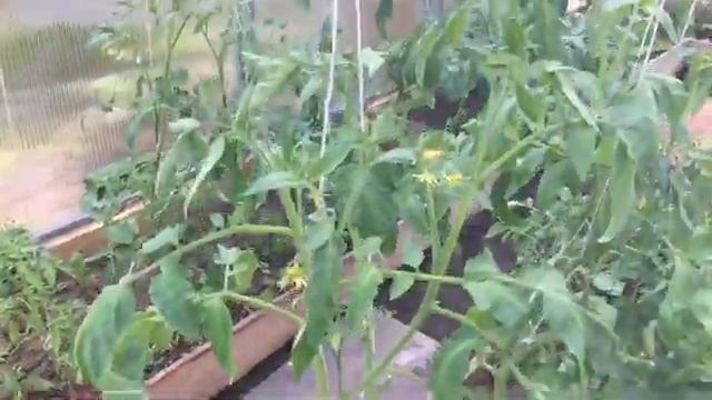 КАК ПОДКОРМИТЬ ТОМАТЫ БОРНОЙ КИСЛОТОЙ/ПОДКОРМКА ДЛЯ ТОМАТОВ/Томаты. Подкормка. Борная кислота смотреть онлайн