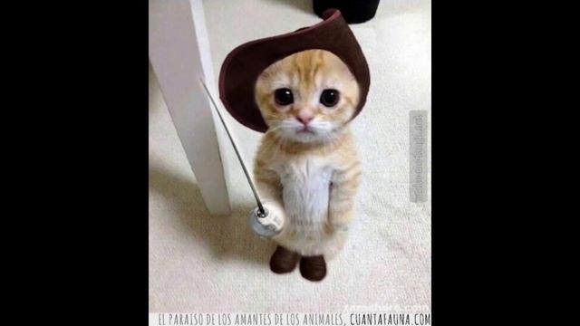 Cat but its played over images of cat from my python script (READ DESC) смотреть онлайн