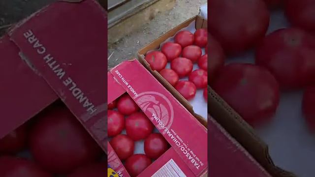 7 ИЮНЯ РЫНОК БОЛЬШИЕ КОПАНИ ЦЕНЫ НА ОВОЩИ. смотреть онлайн