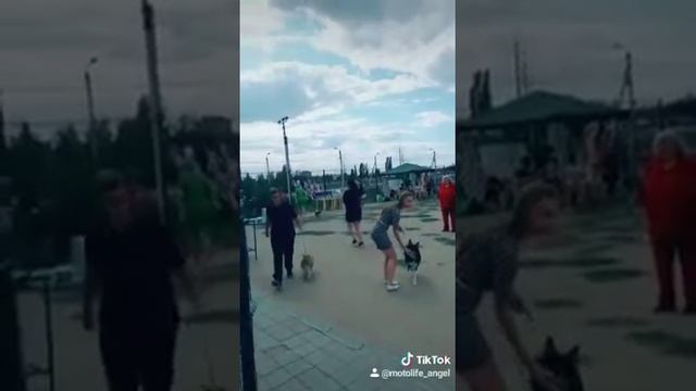 Бородатая коли смотреть онлайн