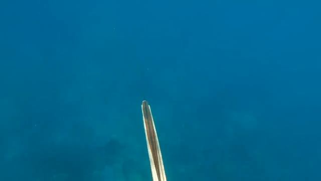 SMOKED SPANISH MACKEREL Caught Spearfishing Up North Australia