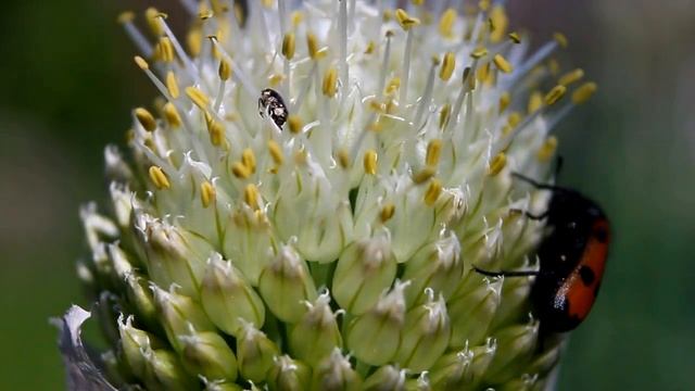 флора и фауна, Flora And Fauna