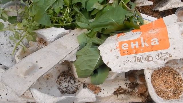 Каверзный вопрос знатокам. смотреть онлайн