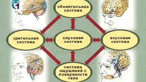 Психофизиология