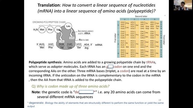 3.13 Molecular principles: RNA processing & Genetic code смотреть онлайн