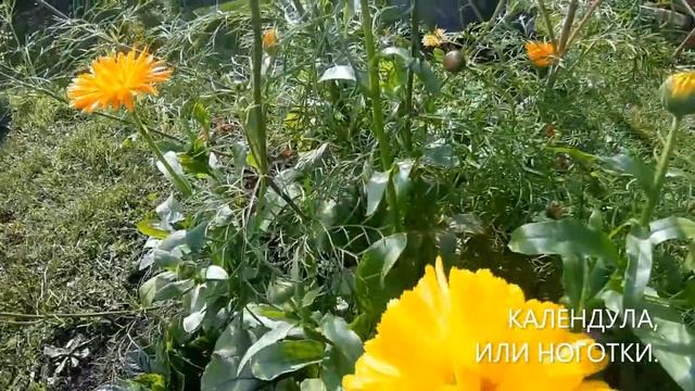 ФЛОКСЫ, ЦИНИЯ И ДРУГИЕ ЦВЕТЫ НА МОЕЙ ДАЧЕ. смотреть онлайн