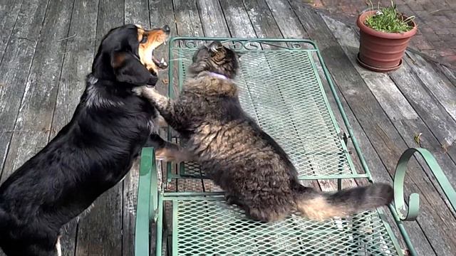 Betty our mix beagle and Dusty our rescue cat at p смотреть онлайн